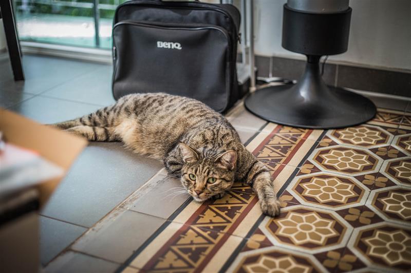 One of the company cats 'Pi' is lying on a the office floor, looking at the camera.